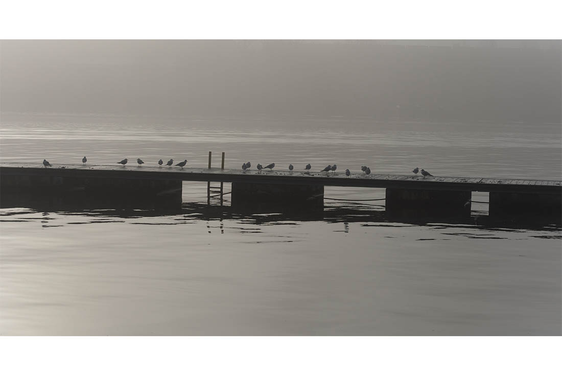 rudolf-art-photography/Miscellaneous/Pier with birds in mist